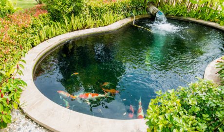 Création de bassin naturel de jardin à Néoules